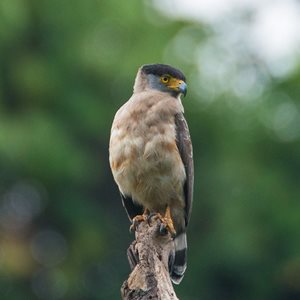 Serpent Eagle Fact