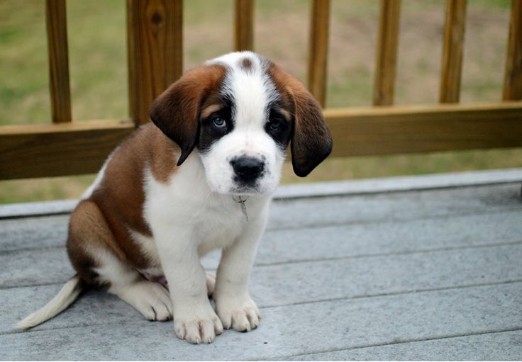 St Bernard puppy