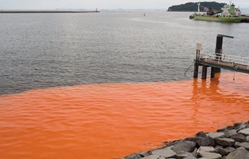 Sea Red Tide