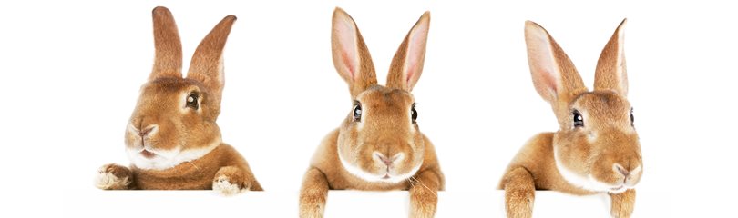 Rabbits in Napoleon hunt