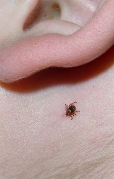 Random Tick Facts