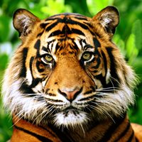 International Tiger Day