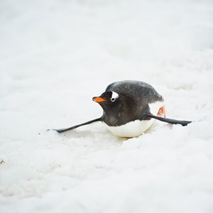 Sliding Penguin Facts