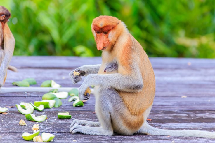 Kinabalu National Park