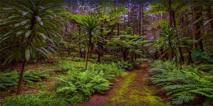 Pacific Temperate Rainforest