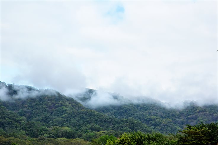 Santa Elena Forest Reserve