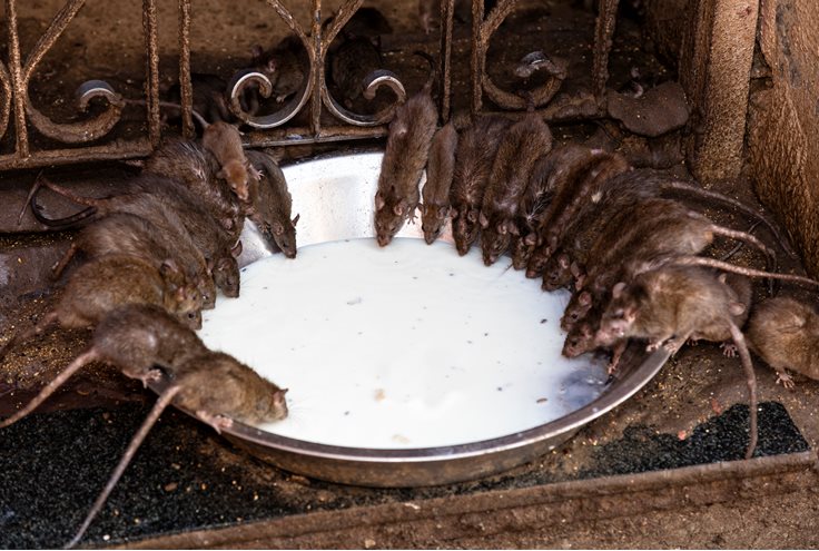 Karni Mata Temple Fact