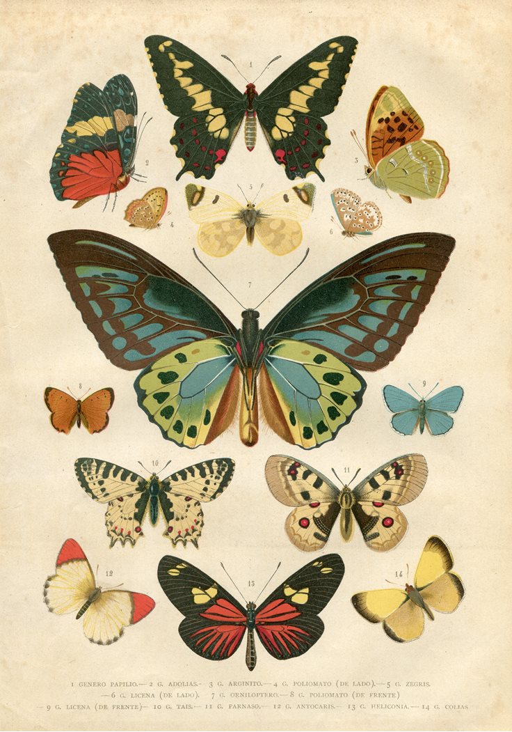 Buttefly Species Facts