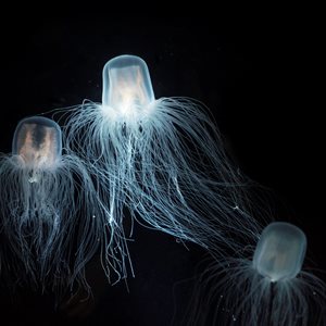 Immortal jellyfish fact