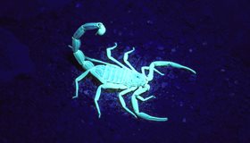 Scorpion Facts and Trivia