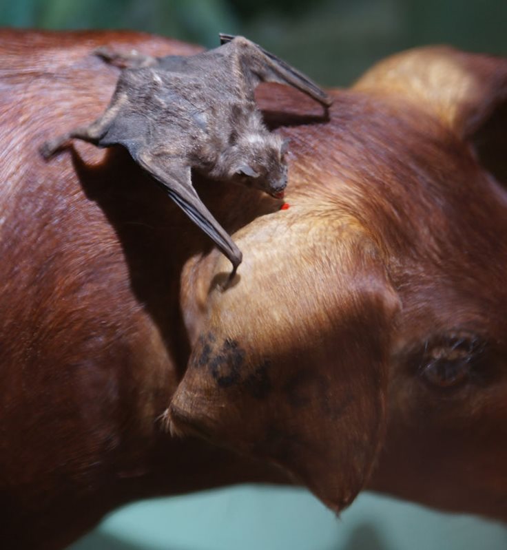 vampire bat close up