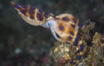 Blue ringed Octopus Fact