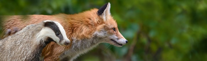 Surprising Badger Facts