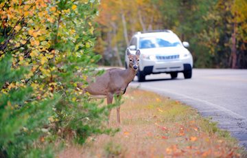 Interesting Road Kill Fact
