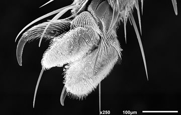 Weird Housefly Facts