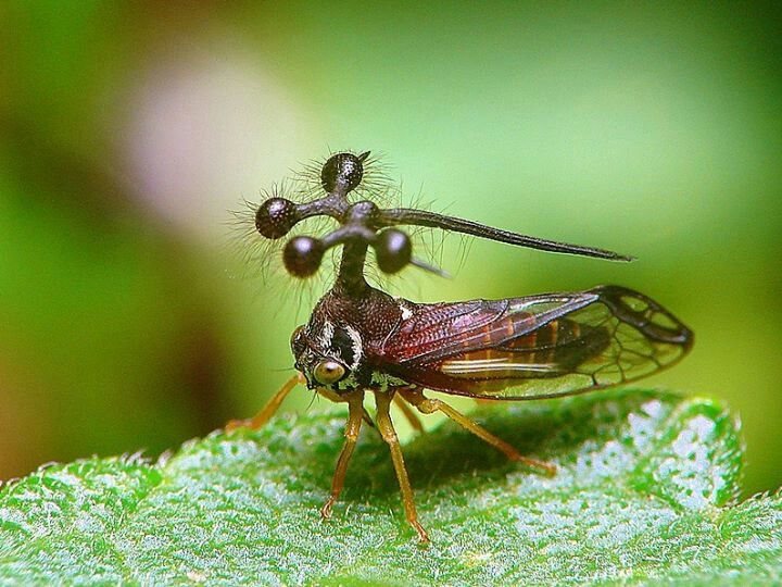 Brazilian Treehopper fact