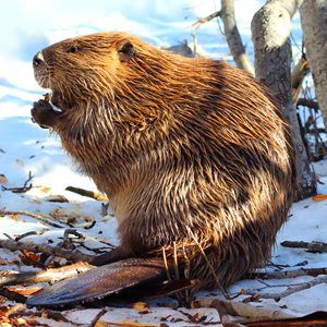 Random Junk Food Fact