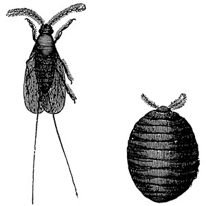 Gross Makeup History Fact