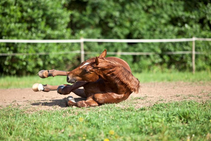 Interesting Horse Movie Fact