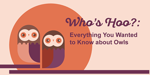 Owl Infographic