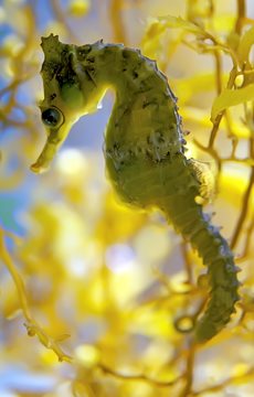 Interesting Seahorse Fact