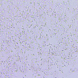 Interesting Semen Fact