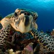 Marine Turtle Facts