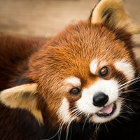 Fun Red Panda Facts