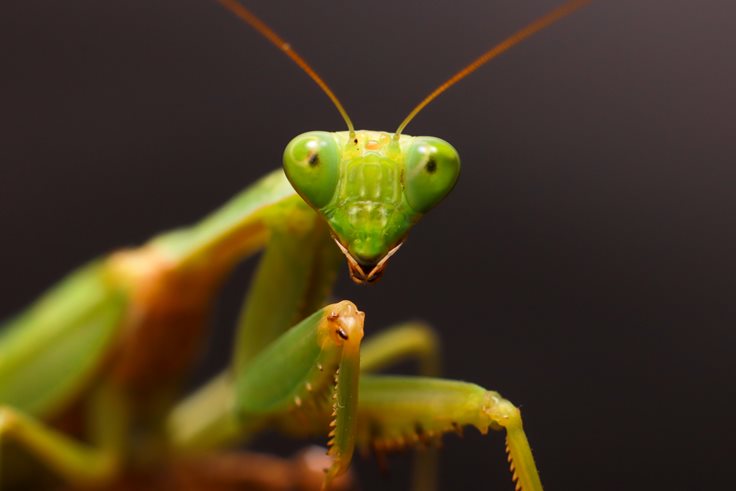 Can a praying mantis turn its head?