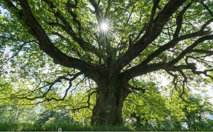 Oak Tree trivia