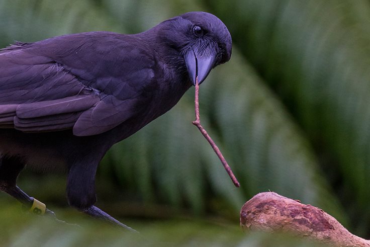 Do crows use tools