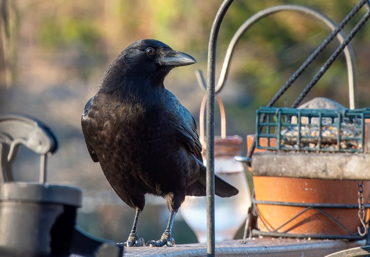 What do crows eat in yards