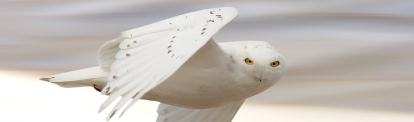 Snowy Owl in flight