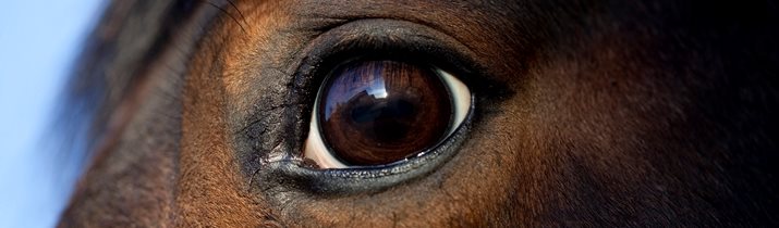 Interesting Horse Eye Fact