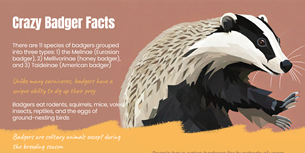 Crazy Badger Infographic