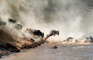 Tanzania Wildlife Fact