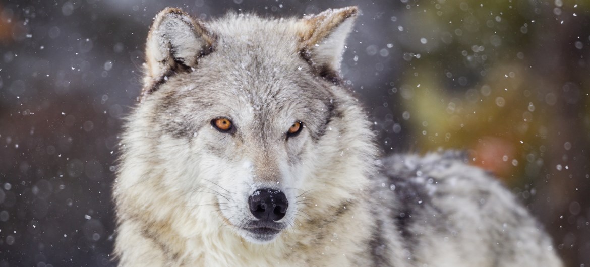 62 Interesting Facts about Wolves FactRetriever.com