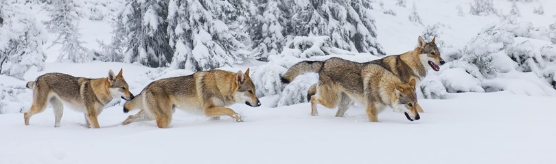 62 Interesting Facts about Wolves| FactRetriever.com