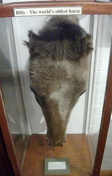 Interesting Old Billy Fact