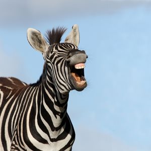 Zebra Teeth