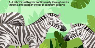 Zebra Infographic Thumbnail